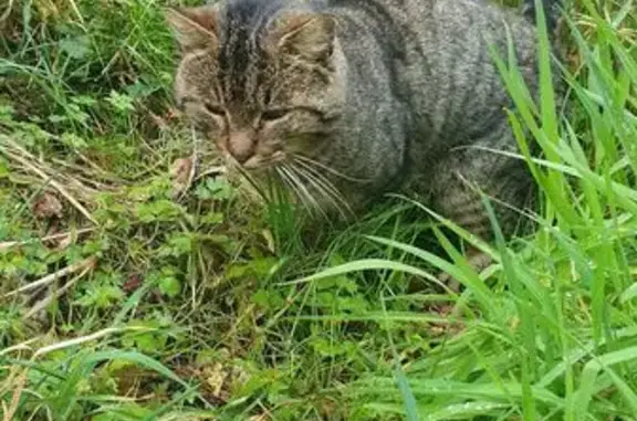 Animaux trouvés , photo: Chat errant amaigri trouvé à Rosnoën