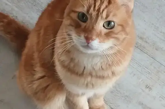 Animaux perdus Calais, photo: Chat mâle 13 ans disparu à Calais