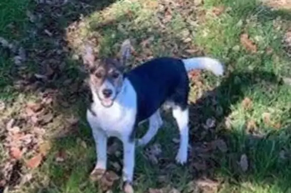 Animaux perdus Xertigny, photo: Chienne perdue entre Xertigny et La Chapelle