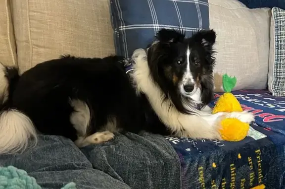 Lost Sheltie: Skittish but Food Motivated