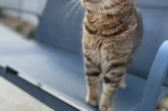 Animaux trouvés , photo: Chat tigré trouvé à Bray-lès-Mareuil