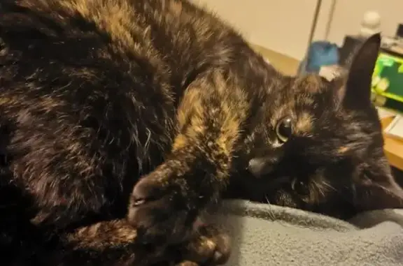 Chat perdu, Trélazé, photo: Chat Écaille de Tortue Perdu à Trélazé