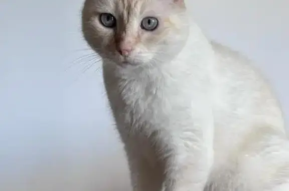 Chat perdu, Saint-Etienne-de-Tulmont, photo: Chat crème/roux perdu à Saint-Etienne-de-Tulmont