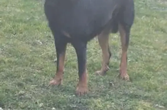 Animaux trouvés , photo: Beauceron trouvé à Nance, Rue des Maquisards