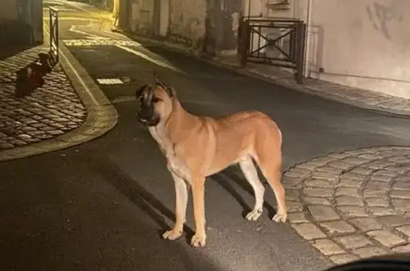 Chien trouvé Cognac, photo: Chien trouvé sans collier à Cognac