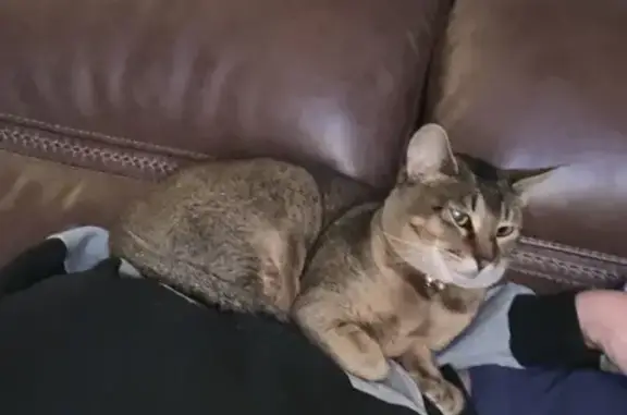 Missing Abyssinian Cat: Friendly & Tan