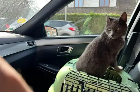 Animaux perdus Wavrin, photo: Loukoum, chat mâle 11 ans disparu à Wavrin