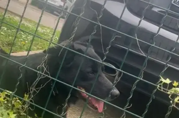 Chien trouvé Narrosse, photo: Beauceron trouvé, collier noir, Narrosse