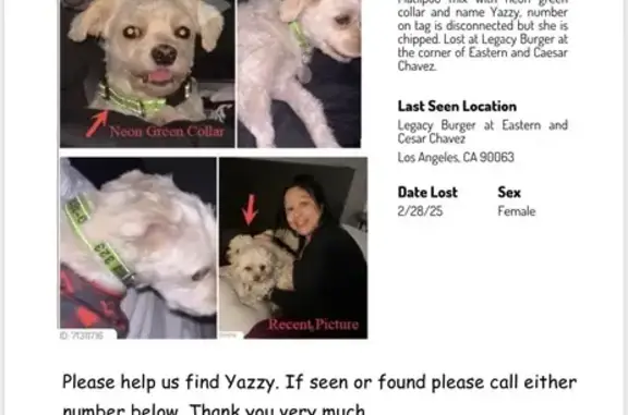 Lost Maltipoo 'Yazzy' - Help Us Find Her!