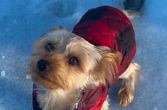 Lost Yorkie: Brown/Black, Coley Rd, McRae