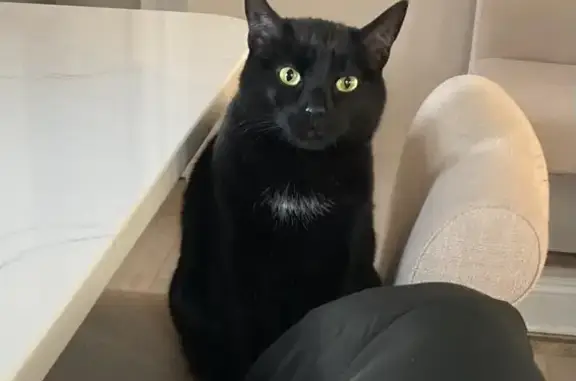 Lost Black Cat: 3-Year-Old in Ambler, PA