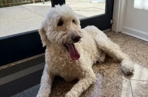 Found dog , photo: Found Dog Near Ocean Parkway, 1469