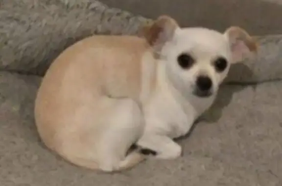 Lost Chihuahua: Tan & White in Phoenix