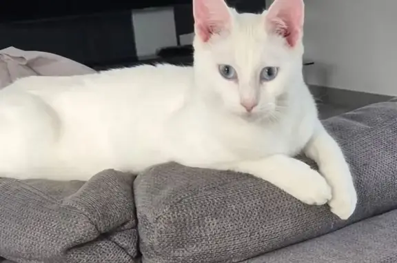 Chat perdu, Châteauneuf-sur-Isère, photo: Chat blanc sourd perdu à Châteauneuf-sur-Isère