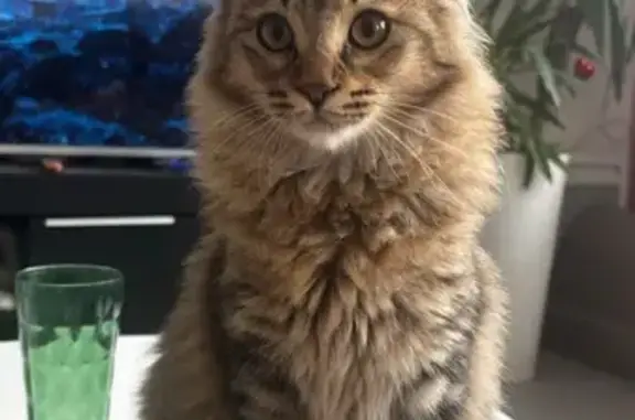 Animaux perdus Peyruis, photo: Chatte tigrée disparue à Peyruis