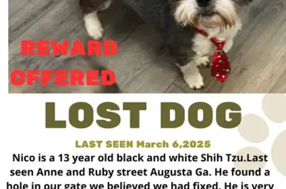 Lost Dog Alert: Richards Rd, Augusta