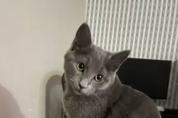 Lost Grey Kitten: Yellow Eyes in Hilliard