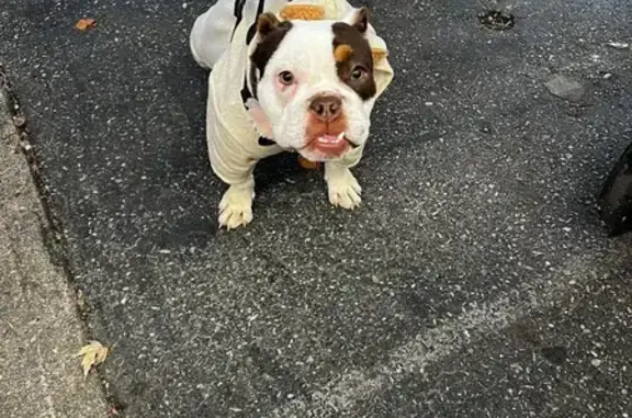 Lost Dog: Friendly, Clipped Ears, No Collar