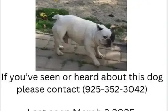 Missing: Male White Dog on West Madill St