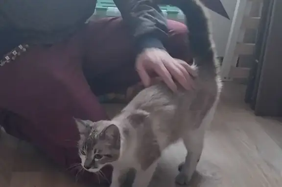 Chat trouvé Cherbourg-Octeville, photo: Chatte blanche et grise trouvée près du stade