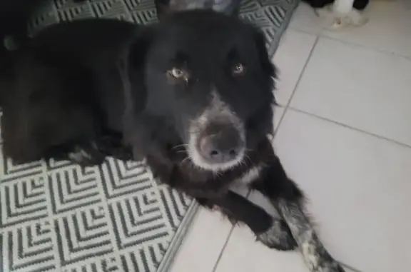 Animaux trouvés , photo: Chienne noire trouvée à Roquelaure