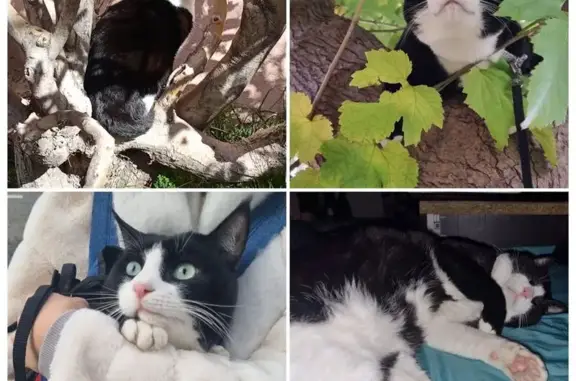 Chat perdu, 3 pattes blanches, sociable - photo