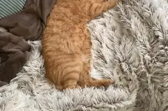 Chat perdu, Dijon, photo: Chat Perdu à Dijon : Roukiki, 13 ans