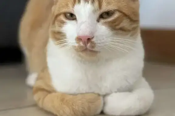 Animaux perdus Grandfontaine, photo: Chat perdu à Grandfontaine, contactez-moi