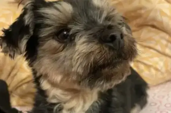 Chienne marron trouvée à Bruay-sur-l'Escaut - photo
