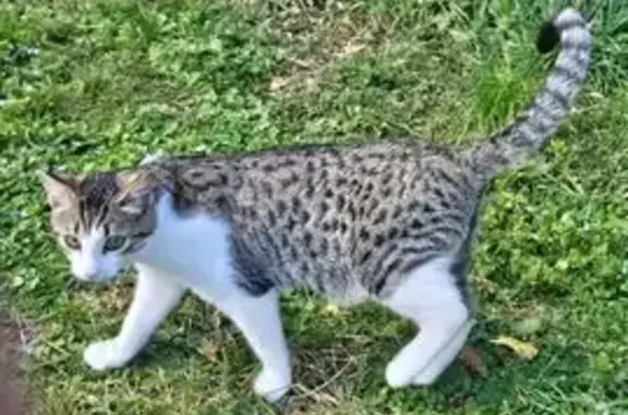 Animaux perdus Migné-Auxances, photo: Chat blanc/gris perdu à Migné-Auxances