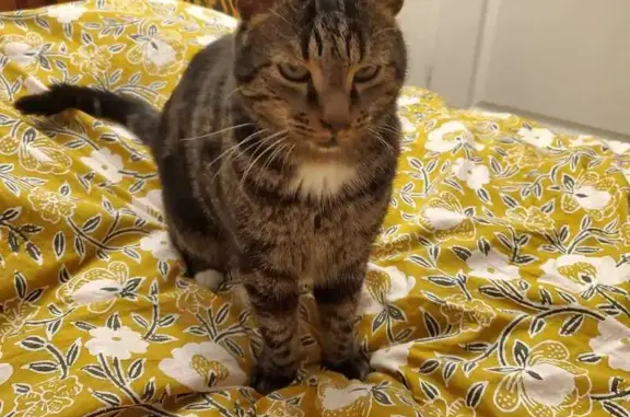 Animaux perdus , photo: Chat tigré Attila perdu à la Joliette