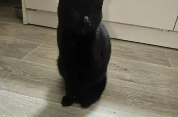 Chaton noir aveugle perdu à Vaivre-et-Montoille - photo