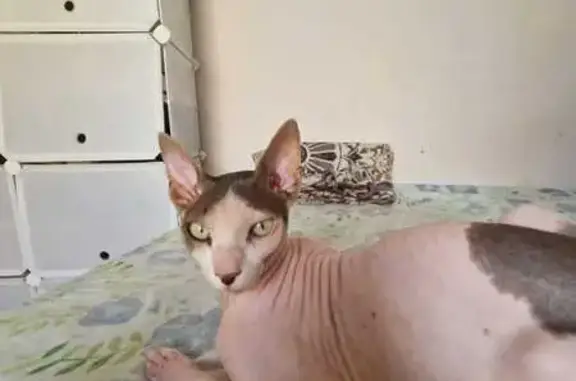 ¡Gato Sphynx Perdido en Barcelona!