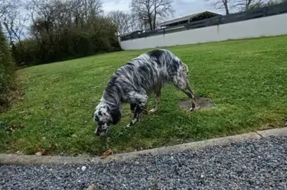 Animaux trouvés Moulis-en-Médoc, photo: Jeune setter noir et blanc trouvé à Moulis