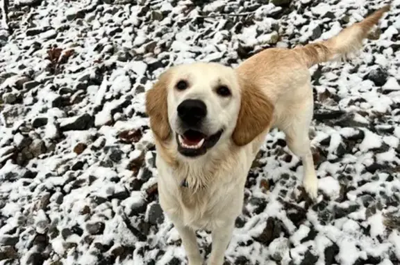 Lost: Cream Retriever on High St, Natick