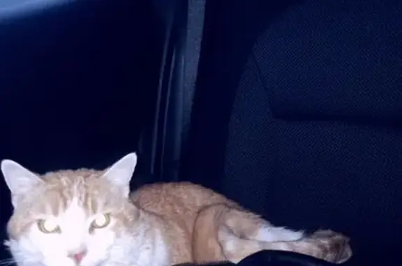 Lost Orange & White Cat: Method Man