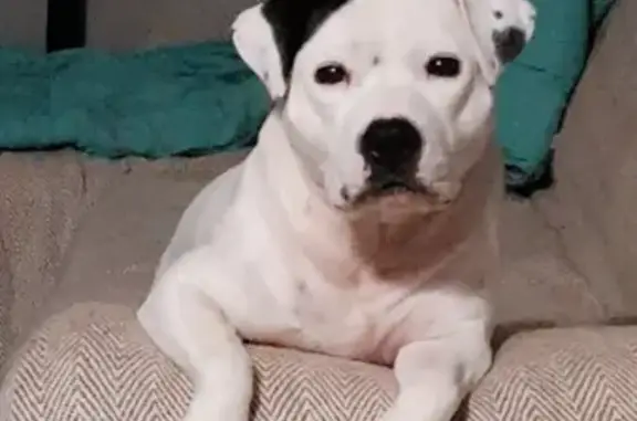Staffy blanche perdue à Amiens ce matin - photo