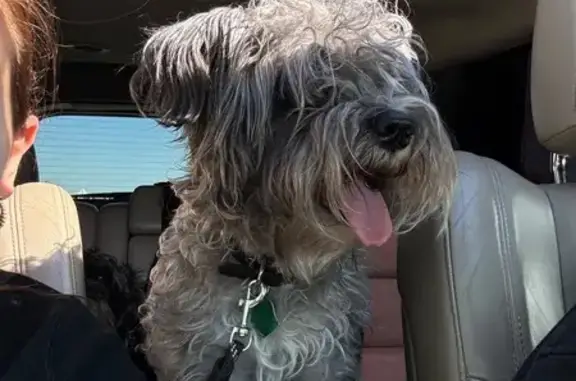 Lost Mini Schnauzer: Ritto on Datapoint Dr