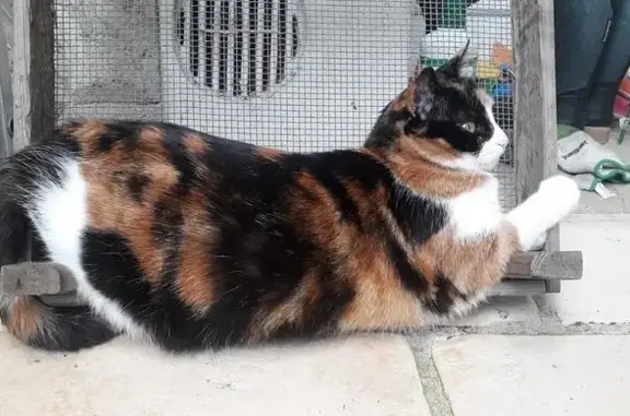 Animaux trouvés Bernay, photo: Chat tricolore européen perdu à Bernay