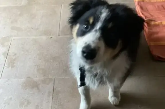 Chiot mâle trouvé près du rond-point à Pluduno - photo