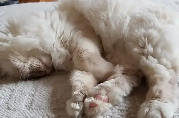 Animaux perdus Orvault, photo: Chat Birman 12 ans perdu à Orvault