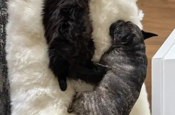 Bouledogue français Roméo perdu à Juvignac - photo