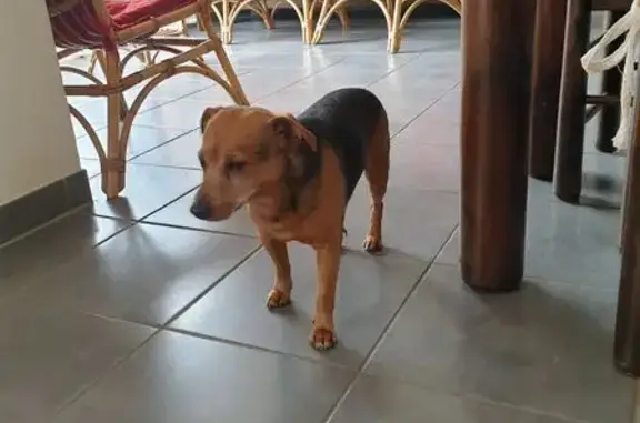 Animaux trouvés Saint-Clément, photo: Chien ratier noir et fauve trouvé errant