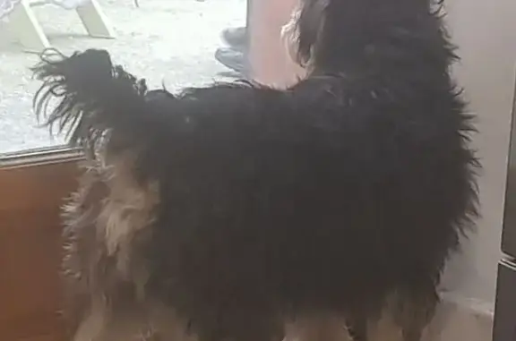 Chien Snowser trouvé à Lozanne - photo