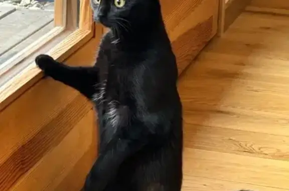 Chat perdu, Praz-sur-Arly, photo: Petite chatte noire perdue à Praz-sur-Arly