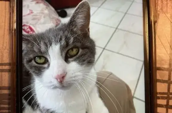 Chatte grise 15 ans perdue à Barentin - photo
