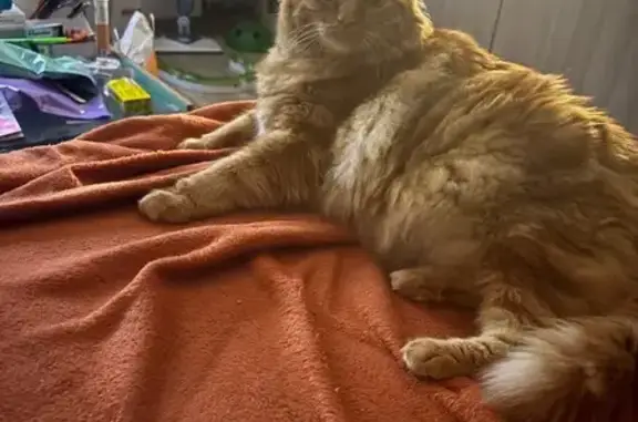 Chat perdu, Beauvoisin, photo: Chat roux tigré disparu à Beauvoisin