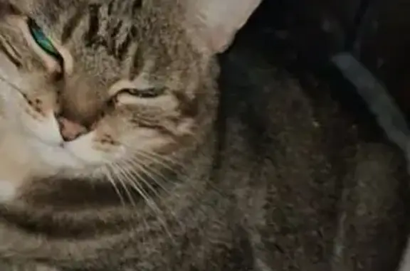Chat perdu, Pouilly-sur-Loire, photo: Minette, chatte tigrée perdue à Pouilly