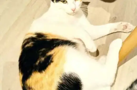 Animaux perdus Poussan, photo: Chatte perdue 3 couleurs, Poussan