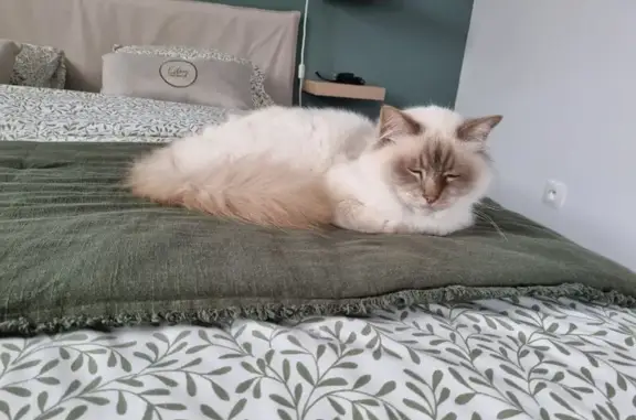 Animaux perdus , photo: Chat Sacré de Birmanie disparu à Orvault